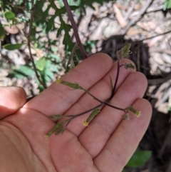 Arrhenechthites mixtus at Cotter River, ACT - 31 Dec 2020