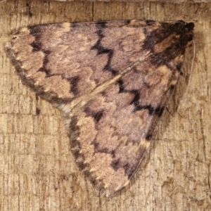 Mormoscopa phricozona at Melba, ACT - 14 Dec 2020 11:56 PM