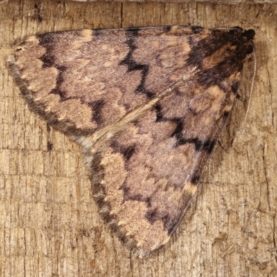 Mormoscopa phricozona (A Herminiid Moth) at Melba, ACT - 14 Dec 2020 by kasiaaus