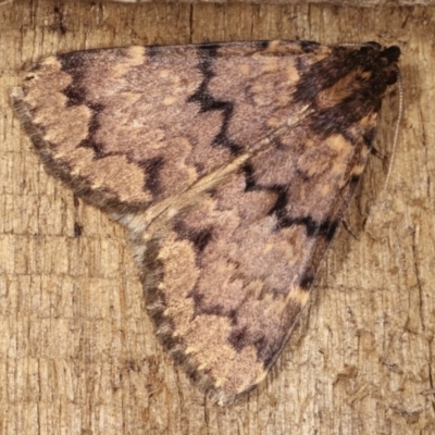 Mormoscopa phricozona (An Erebid Moth (Herminiinae) at Melba, ACT - 14 Dec 2020 by kasiaaus