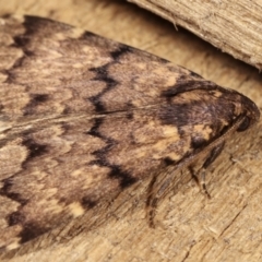 Mormoscopa phricozona at Melba, ACT - 14 Dec 2020 11:56 PM