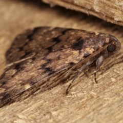 Mormoscopa phricozona at Melba, ACT - 14 Dec 2020 11:56 PM