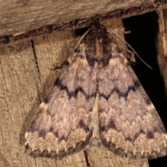 Mormoscopa phricozona at Melba, ACT - 14 Dec 2020 11:56 PM