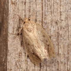 Oecophoridae (family) (Unidentified Oecophorid concealer moth) at Melba, ACT - 14 Dec 2020 by kasiaaus