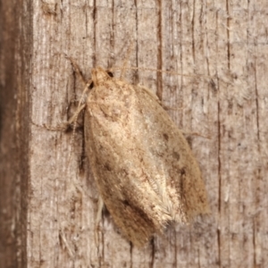 Oecophoridae (family) at Melba, ACT - 15 Dec 2020