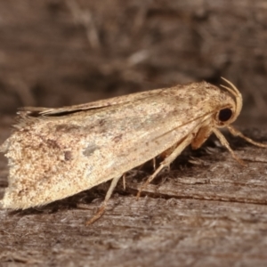 Oecophoridae (family) at Melba, ACT - 15 Dec 2020