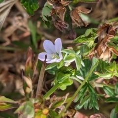 Geranium sp. Pleated sepals (D.E.Albrecht 4707) Vic. Herbarium at The Fair, Watson - 31 Dec 2020 by abread111