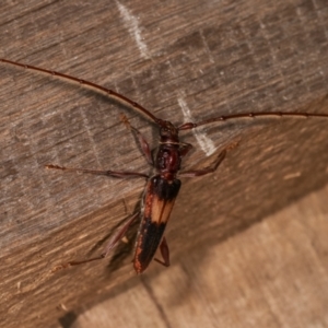 Epithora dorsalis at Melba, ACT - 15 Dec 2020