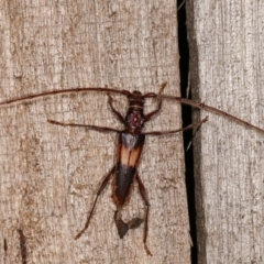 Epithora dorsalis at Melba, ACT - 15 Dec 2020 12:09 AM