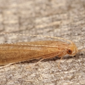 Trichoptera (order) at Melba, ACT - 15 Dec 2020