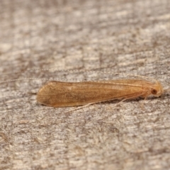 Trichoptera sp. (order) at Melba, ACT - 15 Dec 2020