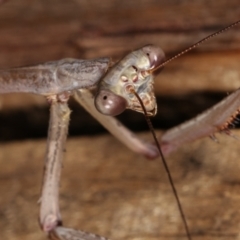 Archimantis latistyla (Stick Mantis, Large Brown Mantis) at Melba, ACT - 14 Dec 2020 by kasiaaus