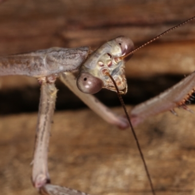 Archimantis latistyla (Stick Mantis, Large Brown Mantis) at Melba, ACT - 14 Dec 2020 by kasiaaus