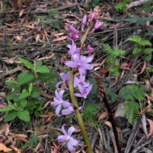 Dipodium roseum at Paddys River, ACT - suppressed