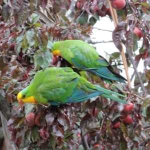 Polytelis swainsonii at Hughes, ACT - 31 Dec 2020