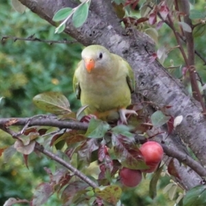 Polytelis swainsonii at Hughes, ACT - 31 Dec 2020