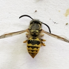 Vespula germanica (European Wasp, German Yellowjacket Wasp) at Hughes, ACT - 31 Dec 2020 by ruthkerruish
