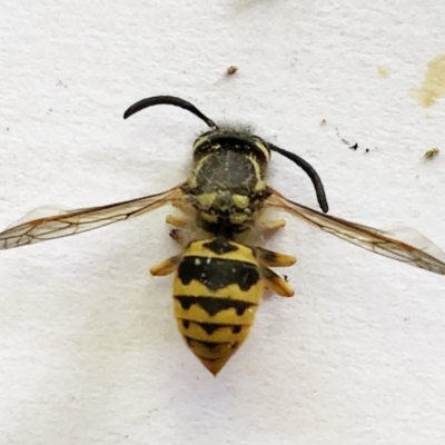 Vespula germanica (European Wasp, German Yellowjacket Wasp) at Hughes, ACT - 31 Dec 2020 by ruthkerruish