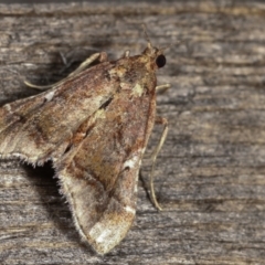 Scenedra decoratalis (A Pyralid moth) at Melba, ACT - 15 Dec 2020 by kasiaaus