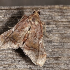 Scenedra decoratalis at Melba, ACT - 15 Dec 2020