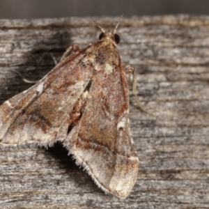 Scenedra decoratalis at Melba, ACT - 15 Dec 2020