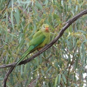 Polytelis swainsonii at Hughes, ACT - 31 Dec 2020