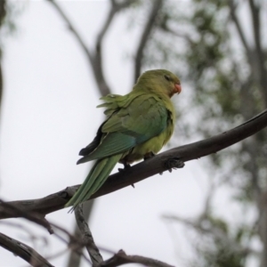 Polytelis swainsonii at Hughes, ACT - suppressed