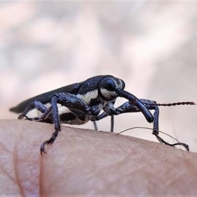 Rhinotia phoenicoptera (Belid weevil) at Paddys River, ACT - 31 Dec 2020 by JohnBundock