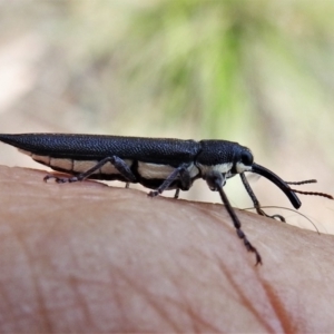 Rhinotia phoenicoptera at Paddys River, ACT - 31 Dec 2020 02:37 PM