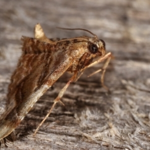 Scenedra decoratalis at Melba, ACT - 15 Dec 2020