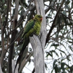 Polytelis swainsonii at Hughes, ACT - suppressed