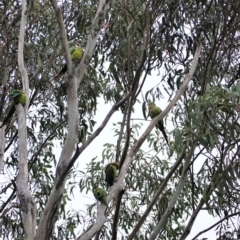 Polytelis swainsonii at Hughes, ACT - 31 Dec 2020