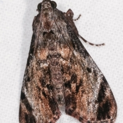 Salma pyrastis (A Pyralid moth (Epipaschiinae) at Melba, ACT - 15 Dec 2020 by kasiaaus