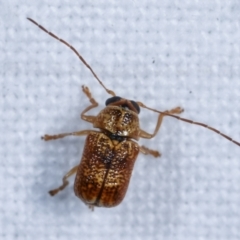 Aporocera (Aporocera) melanocephala (Leaf beetle) at Melba, ACT - 15 Dec 2020 by kasiaaus