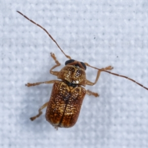 Aporocera (Aporocera) melanocephala at Melba, ACT - 15 Dec 2020 12:20 AM