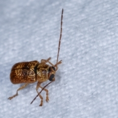 Aporocera (Aporocera) melanocephala at Melba, ACT - 15 Dec 2020 12:20 AM