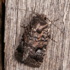 Thoracolopha verecunda (A Noctuid moth (Acronictinae)) at Melba, ACT - 15 Dec 2020 by kasiaaus