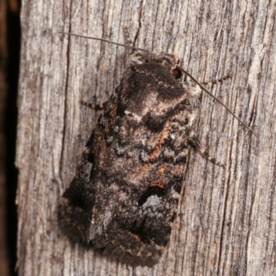 Thoracolopha verecunda (A Noctuid moth (Acronictinae)) at Melba, ACT - 15 Dec 2020 by kasiaaus