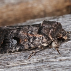 Thoracolopha verecunda at Melba, ACT - 15 Dec 2020