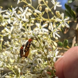 Chauliognathus tricolor at Hughes, ACT - 31 Dec 2020