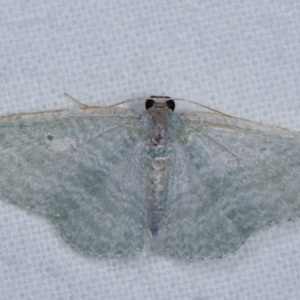 Poecilasthena thalassias at Melba, ACT - 15 Dec 2020 12:47 AM