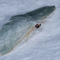 Poecilasthena thalassias at Melba, ACT - 15 Dec 2020 12:47 AM