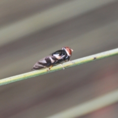 Lenophila achilles (Spider mimicking signal fly) at Cotter River, ACT - 28 Dec 2020 by Harrisi