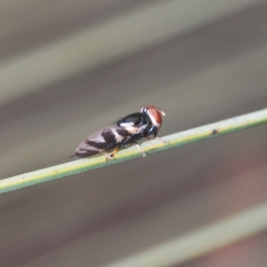 Lenophila achilles at Cotter River, ACT - 28 Dec 2020