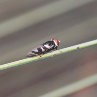Lenophila achilles (Spider mimicking signal fly) at Lower Cotter Catchment - 28 Dec 2020 by Harrisi
