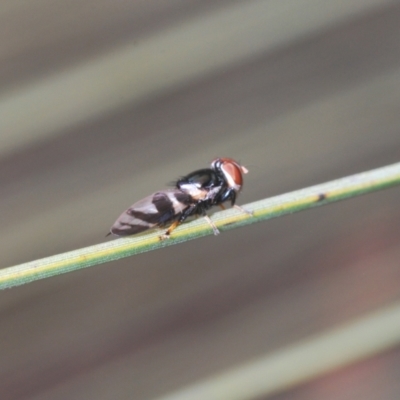 Lenophila achilles (Spider mimicking signal fly) at Cotter River, ACT - 28 Dec 2020 by Harrisi