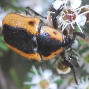 Chondropyga dorsalis at Cotter River, ACT - 28 Dec 2020