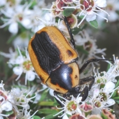 Chondropyga dorsalis at Cotter River, ACT - 28 Dec 2020