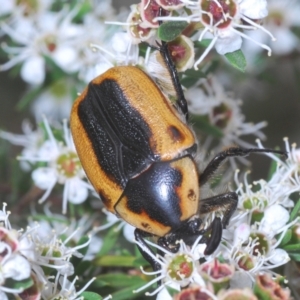 Chondropyga dorsalis at Cotter River, ACT - 28 Dec 2020