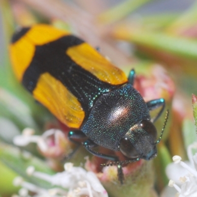 Castiarina skusei (A Jewel Beetle) at Downer, ACT - 28 Dec 2020 by Harrisi